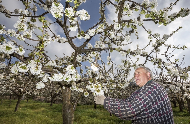 Un año más los cerezos del valle de caderechas florecen dejando una bella estampa blanca  / LUIS LÓPEZ ARAICO