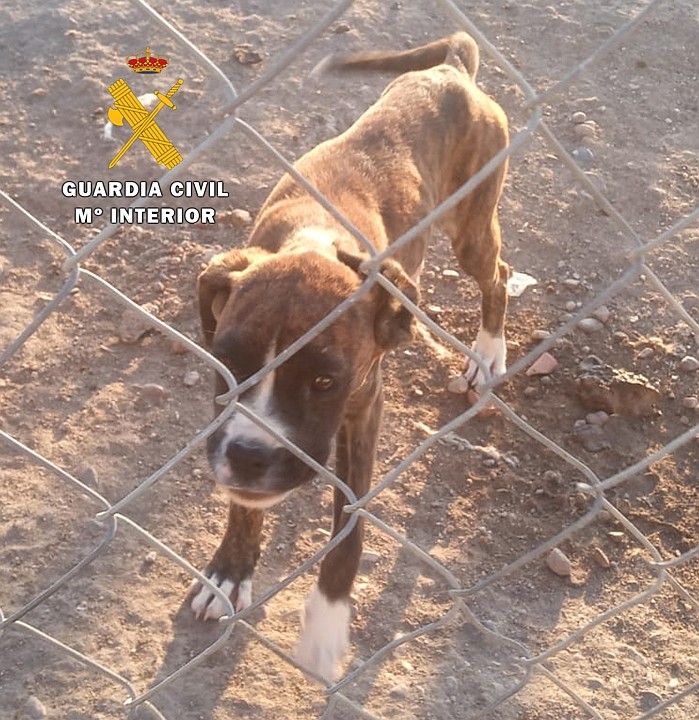Vuelven a investigar al criadero de perros Melgar | Noticias Diario de Burgos