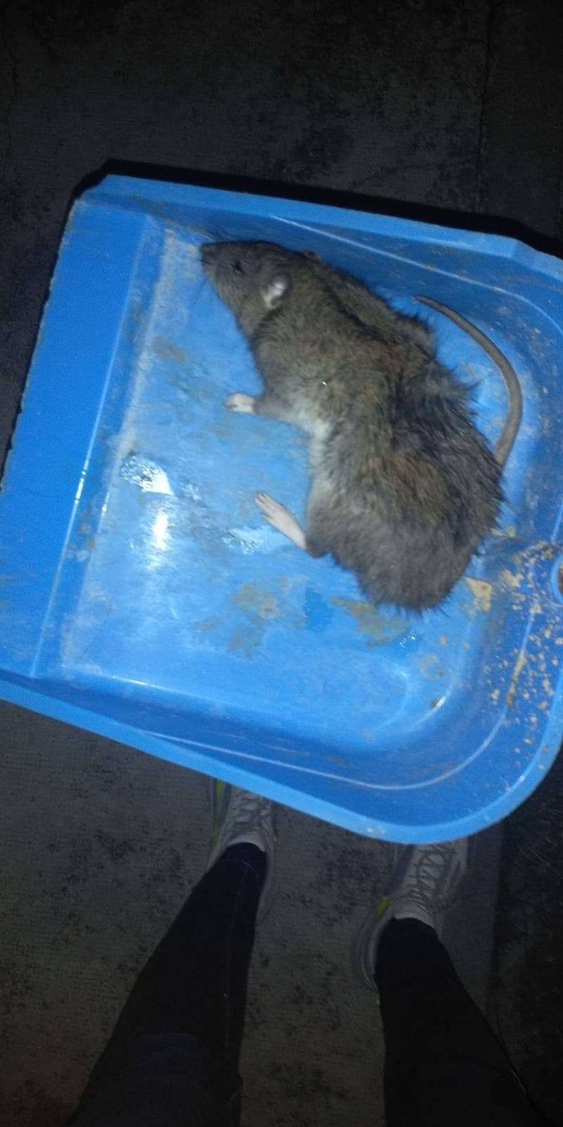 Una plaga de ratas invade la Protectora de Animales