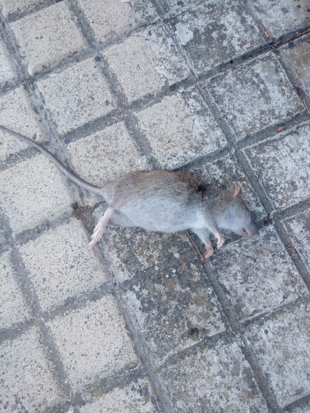 Una plaga de ratas invade la Protectora de Animales