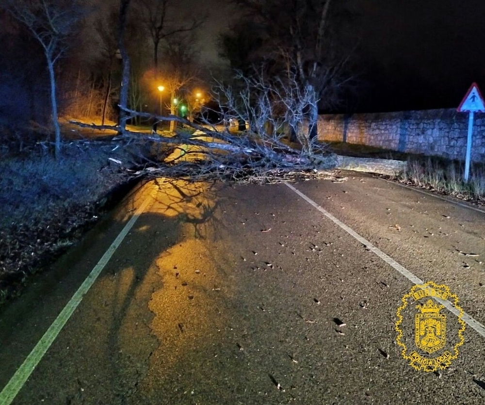 Árbol caído en la carretera de Fuentes Blancas.