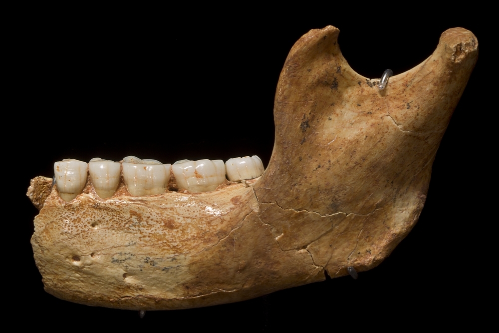 Mandíbula izquierda de Homo antecessor expuesta en el Museo de la Evolución Humana. 