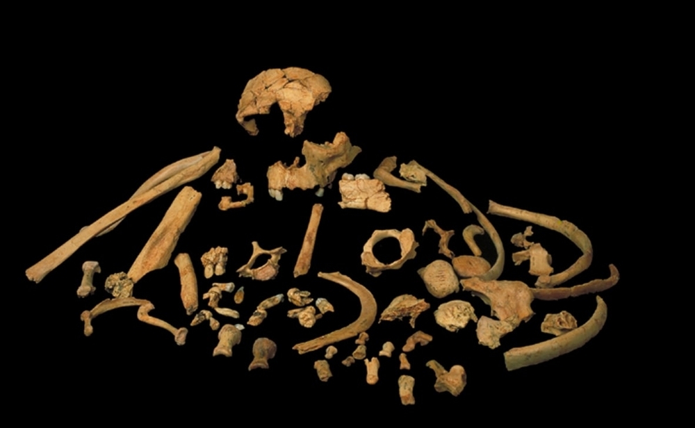 Restos fósiles de Homo antecessor.