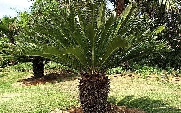 La cycad (Cycas revoluta) está en peligro de extinción