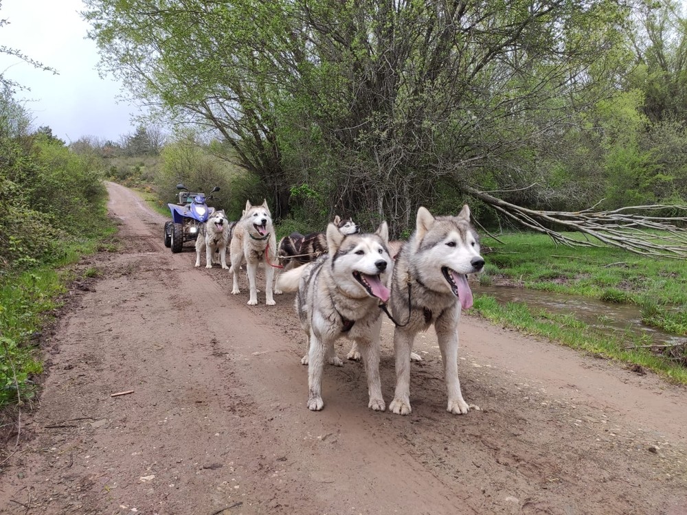 La 'musher' Elena Rubio salió a entrenar esta mañana con sus perros.