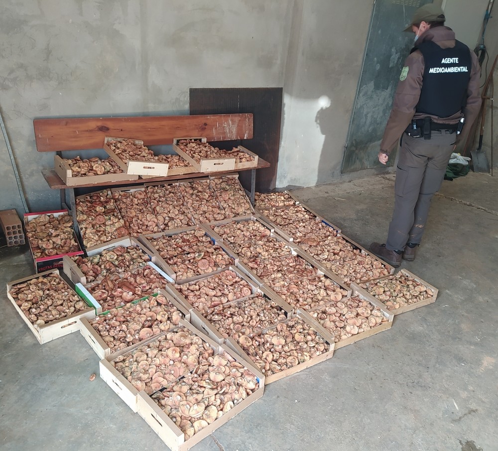 Denuncian a 15 seteros y decomisan 483 kilos de níscalos