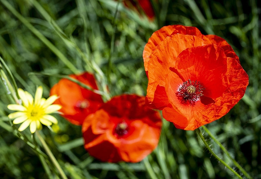 Amapola silvestre.   / LUIS LÓPEZ ARAICO