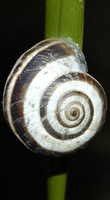 Caracola hermafrodita.  / MIGUEL ÁNGEL PINTO