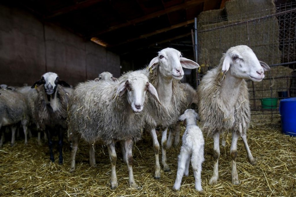 Un lechazo recién nacido entre las ovejas. 