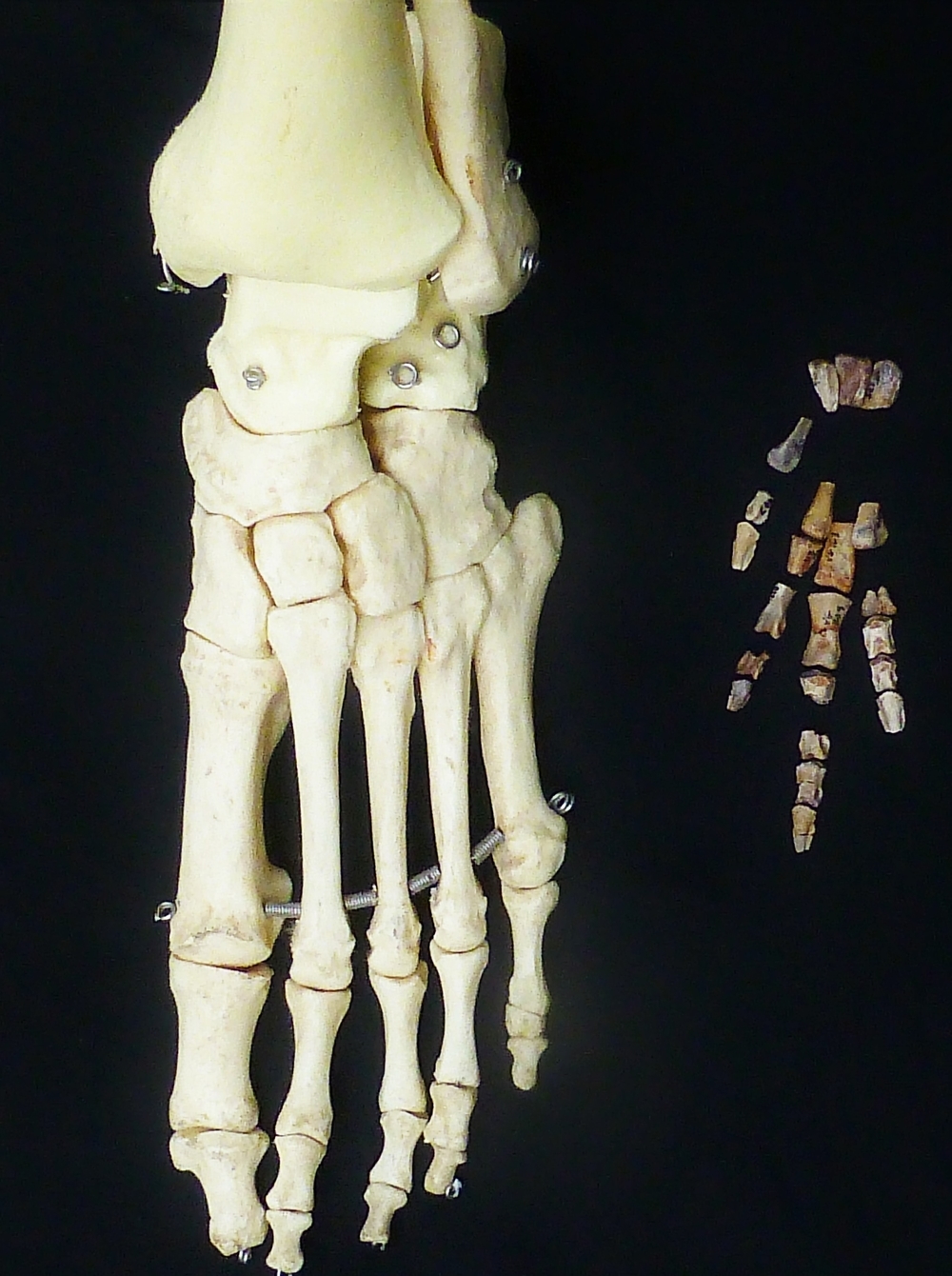 Comparación pie humano y pie dinosaurio Vegagete.