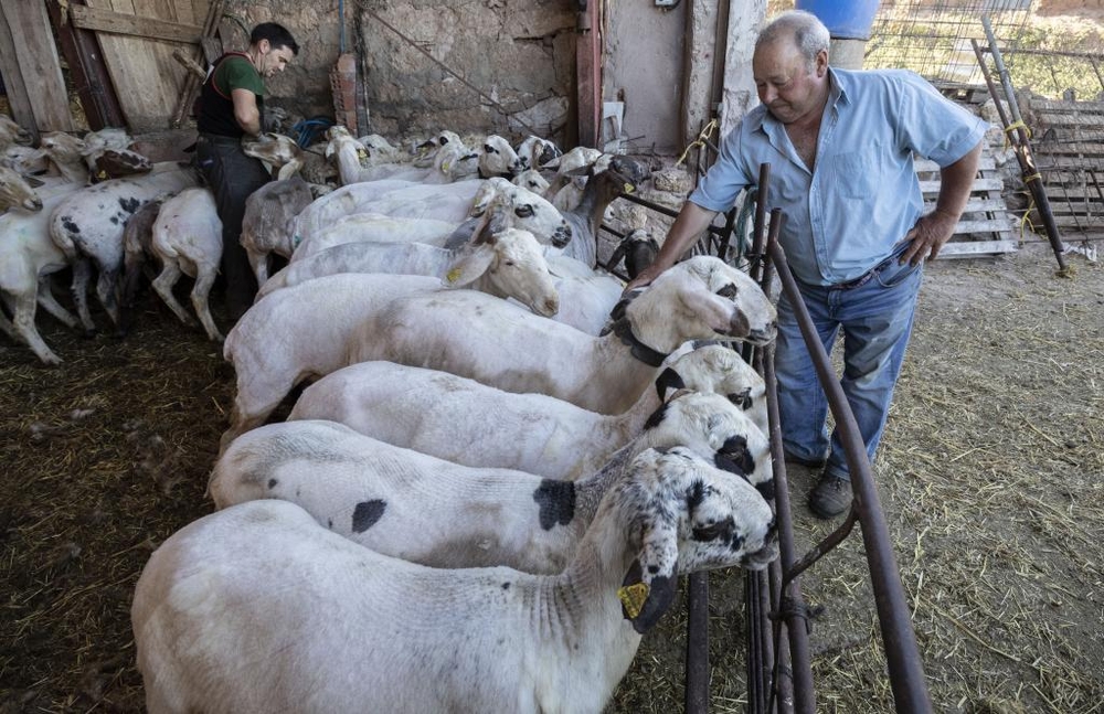 Ángel Cantero observa a sus animales ya perfectamente pelados.  / JESÚS JAVIER MATÍAS