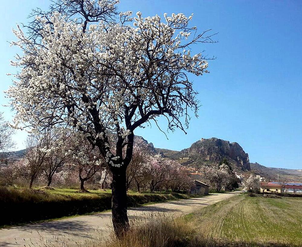 Poza estrena hoy una ruta para ver los almendros en flor | Noticias Diario  de Burgos
