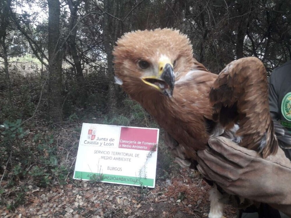 Rescatan a un pollo de águila imperial en la Ribera | Noticias Diario de  Burgos