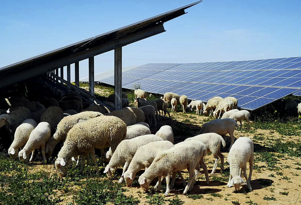 Un rebaño de ovejas pasta junto a una planta fotovoltaica de Iberdrola.