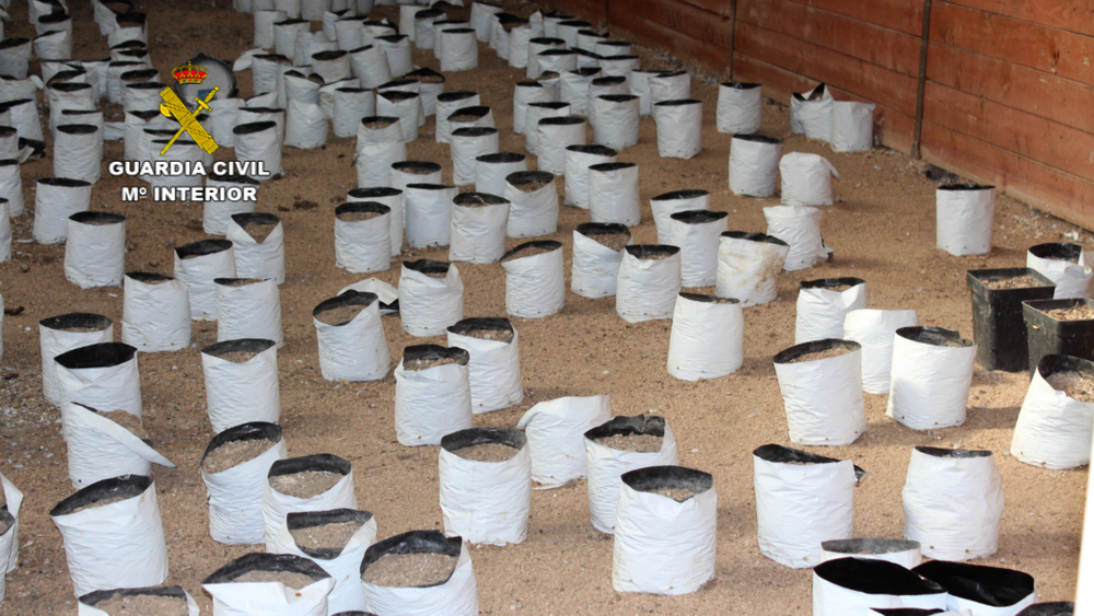 Desmantelan una plantación 'indoor' de marihuana en el Alfoz