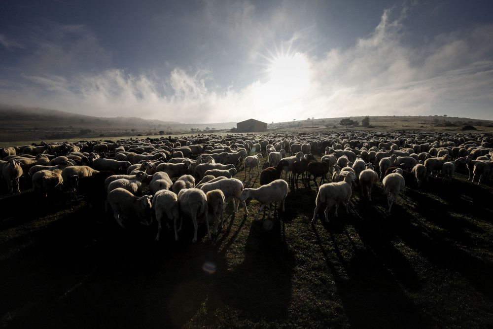 El último gran rebaño de ovejas del Valle de Valdivielso.