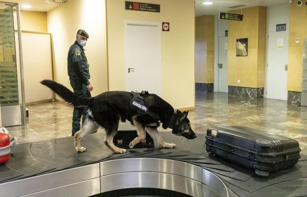 Biba se prepara junto a su guía David para ser el mejor olfato de la Guardia Civil en Burgos.   / PATRICIA
