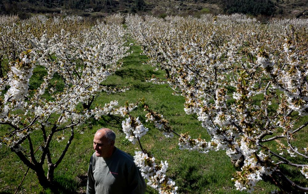 Los cerezos han soportado las bajas temperaturas de las madrugadas onienses.  / VALDIVIELSO