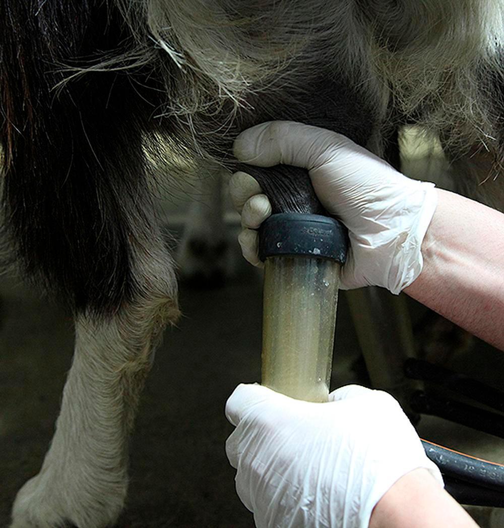 Cada cabra da una media de dos litros de leche al día. Parte de la producción se vende y el resto de emplea en hacer quesos