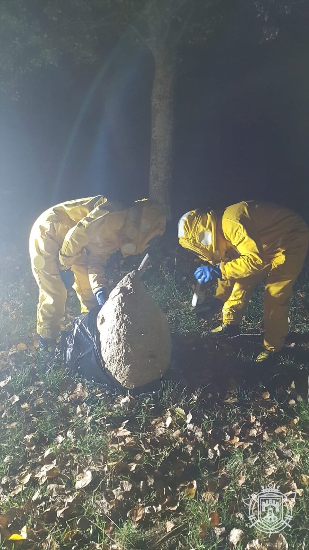 Los bomberos retiran un nido de avispa asiática en la Quinta