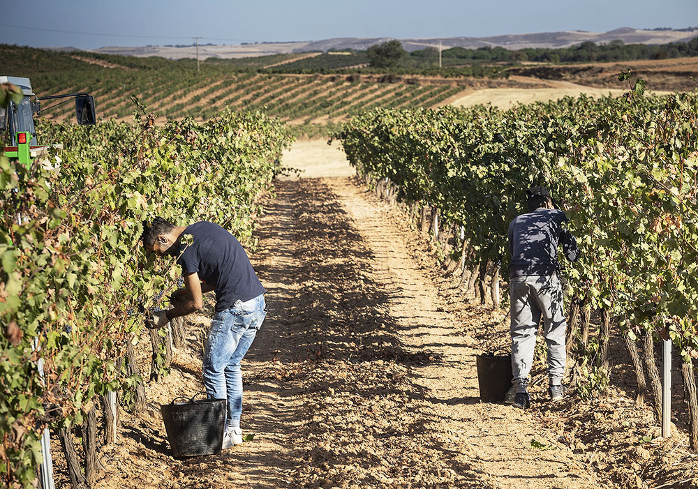 Piden una subida del 3% para 7.100 empleados del sector agrario en Burgos