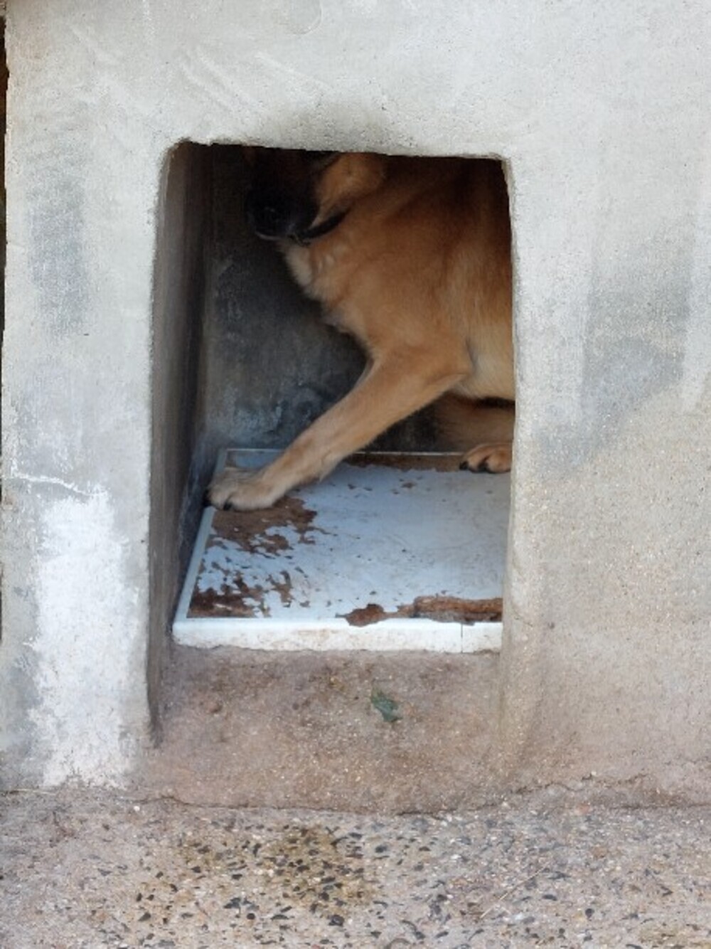 Denuncian la presencia de dos perros enjaulados en Treviño