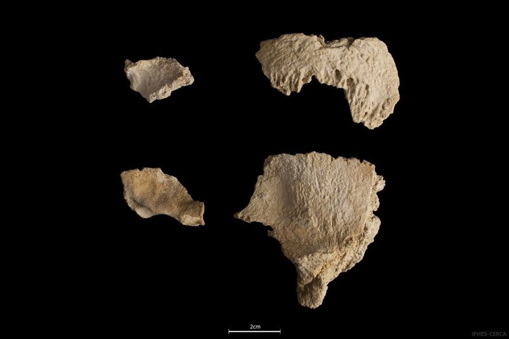 Hallan parte de un cráneo de Neandertal en Barcelona