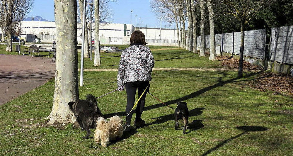 Posdata heroína Elasticidad Las adopciones de animales crecieron en Miranda un 13% en el último año |  Noticias Diario de Burgos