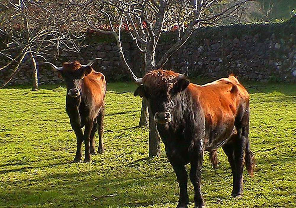 La monchina es un tipo de vaca de la especie ‘bos taurus’, autóctona del norte de España. En la provincia se cría en el Valle de Mena, en tres explotaciones, pero también se mantiene en Cantabria y en Vizcaya. 