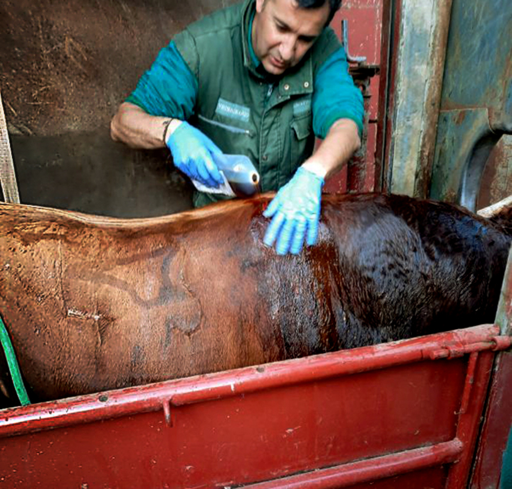 El toro llegó a la finca de madrugada y poco después de las seis de la mañana, tras ser sedado, fue operado por el veterinario Alejandro Fisac. En unos diez días se retirarán los drenajes.