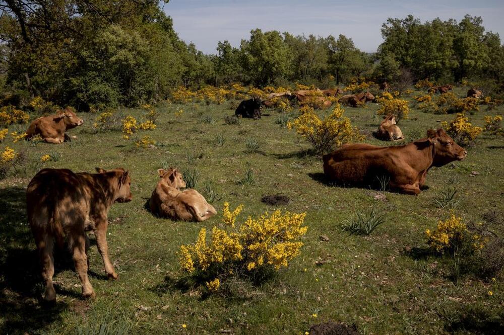 Las vacas de Richi, descansando en su florido paraíso.
