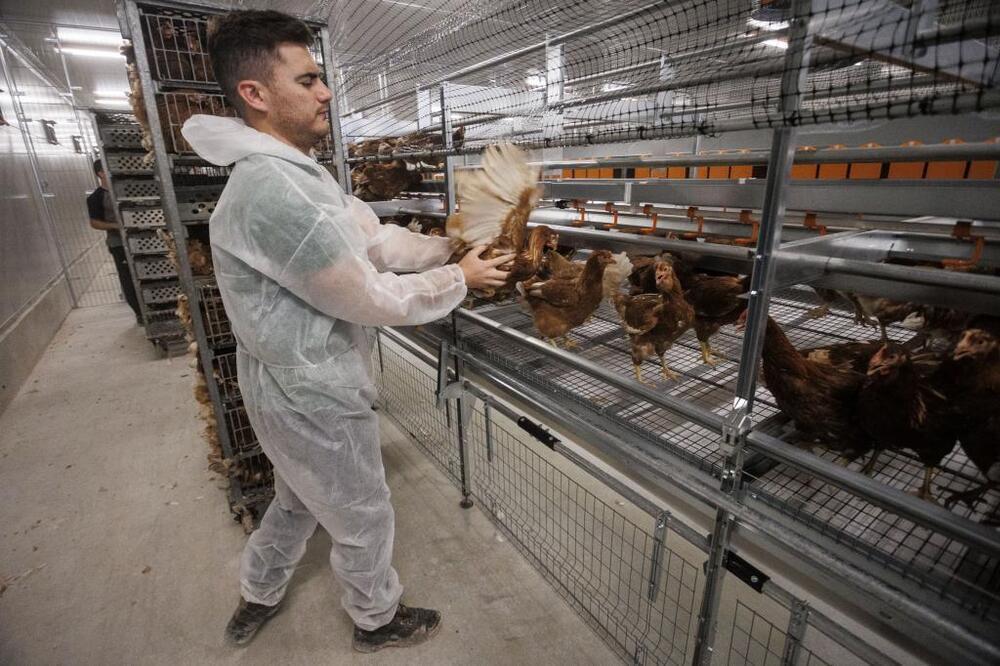 Luis Gentil, de la empresa que ha realizado la construcción, ayuda a colocar las gallinas. 