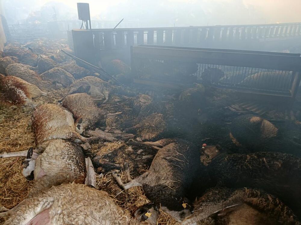 Mueren 300 ovejas en el incendio de una nave en Fuentemolinos