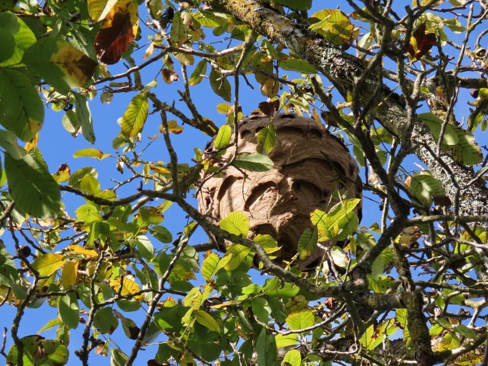 Nido de avispa asiática ubicado en lo alto de un árbol.