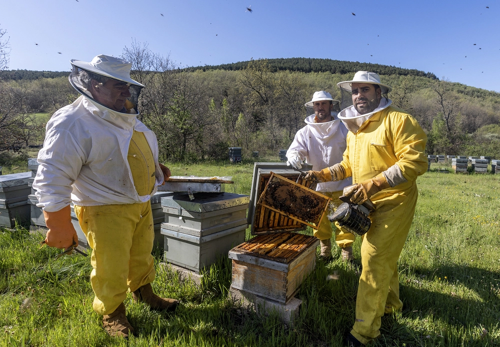 Apicultura en la Sierra de la Cuidar de las abejas y poder vivir en pueblo | Noticias Diario de Burgos