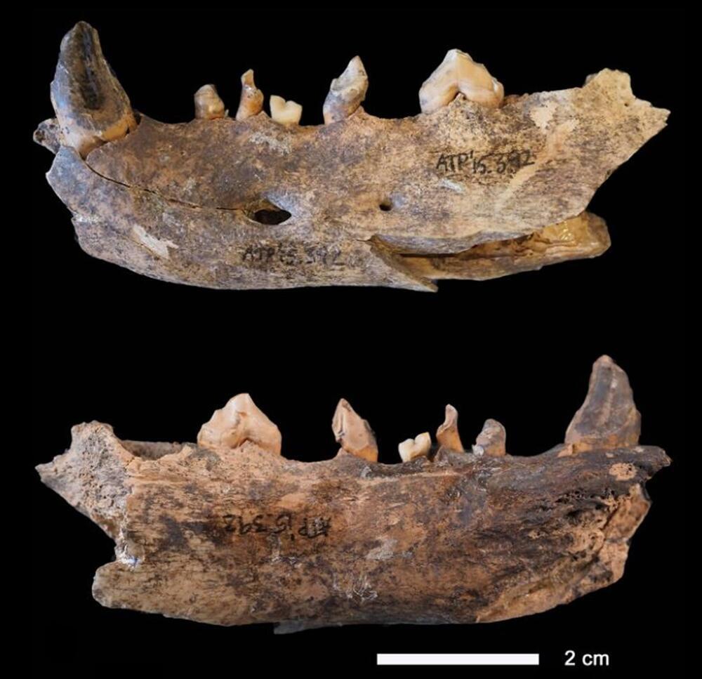 El consumo de perro fue habitual en Atapuerca hasta el Bronce