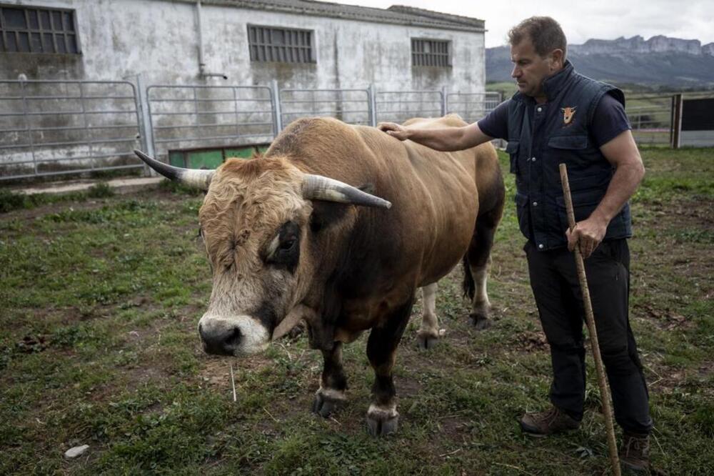 Rafael Dorrego Oteo con un toro enfermo en la explotación que posee en Llano de Mena, junto a Santa Cruz de Mena.