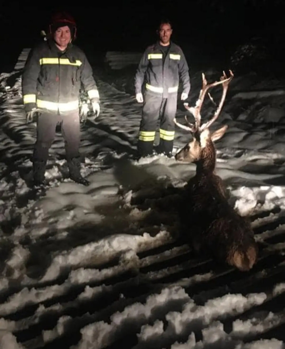 Los bomberos de Quintanar de la Sierra rescatan de la nieve a un ciervo en Vilviestre del Pinar