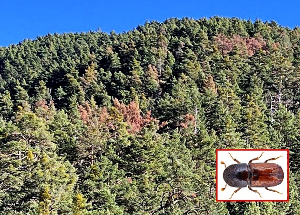 Así es el 'bicho' que amenaza miles de pinos en Neila y Huerta de Arriba