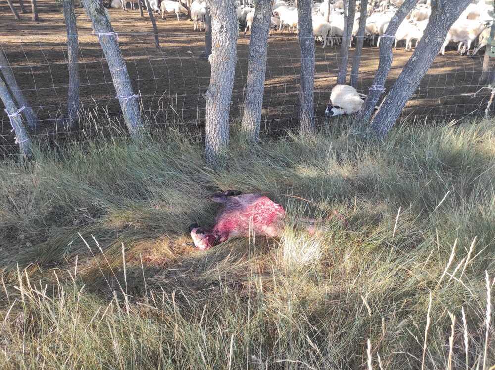 Un ataque de lobos acaba con 23 ovejas churras en la Ribera
