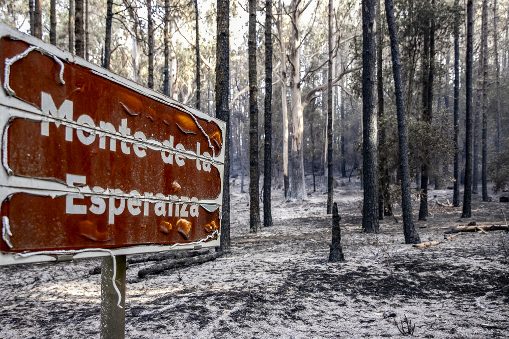 El incendio de Tenerife ya alcanza las casi 15.000 hectáreas calcinadas  / AGENCIAS