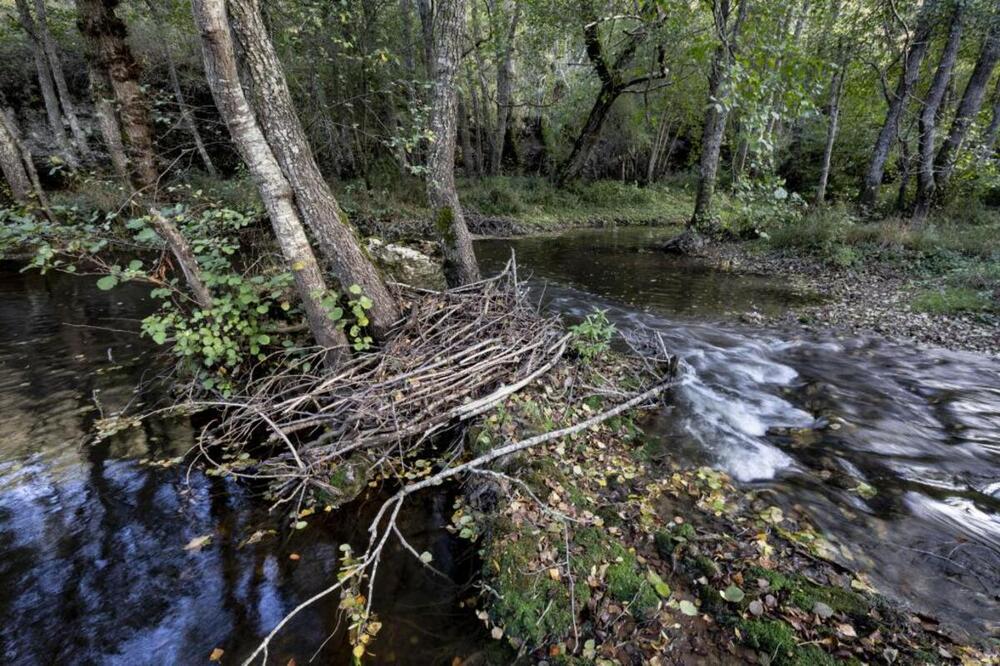 La maleza y los obstáculos en el cauce del río dificultan el discurrir el agua. 