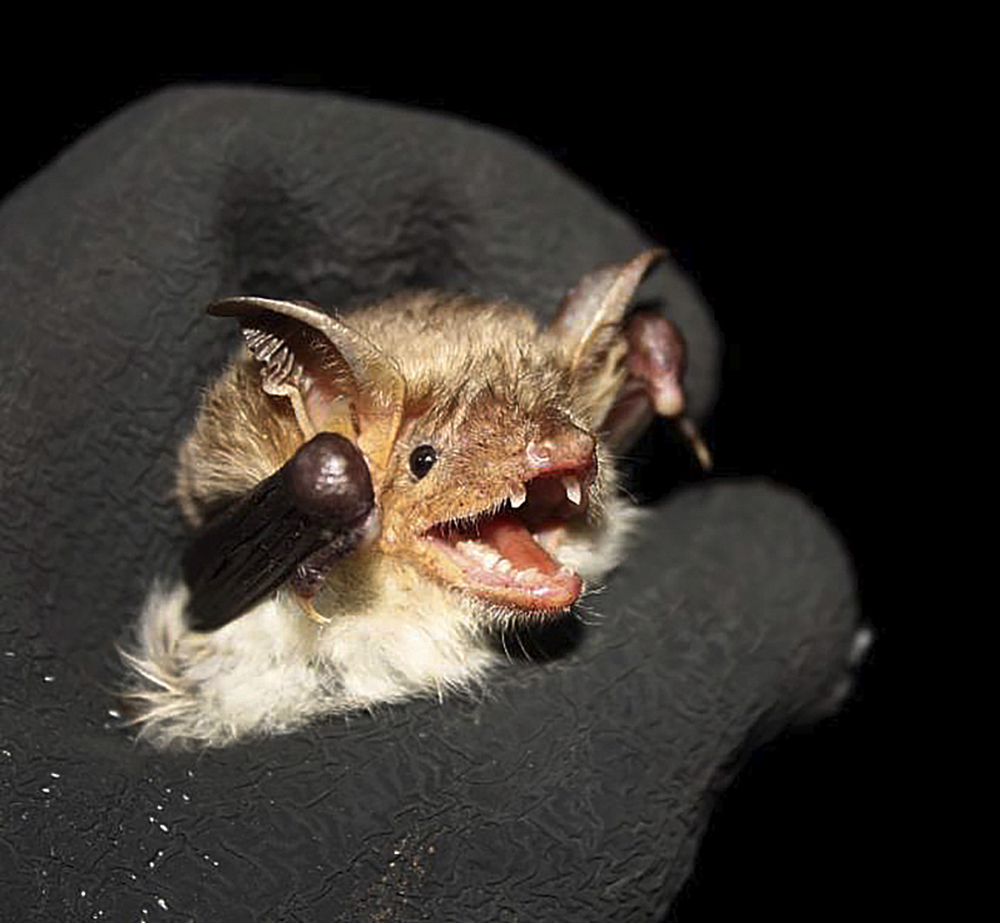 Ejemplar capturado de murciélago ratonero forestal.
