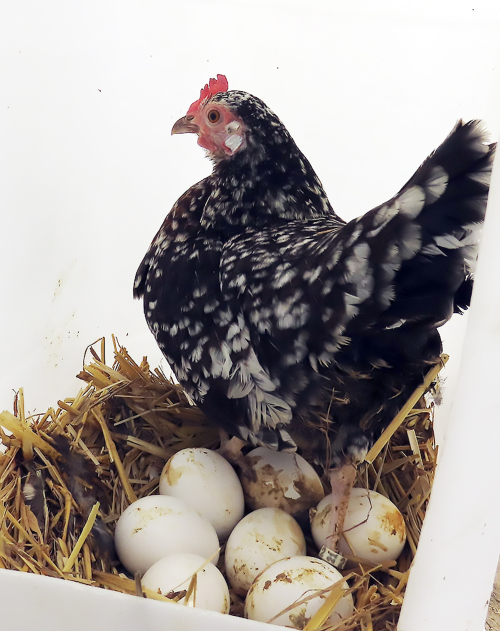 Una gallina Flor d’Atmeller incubando huevos de castellana negra.