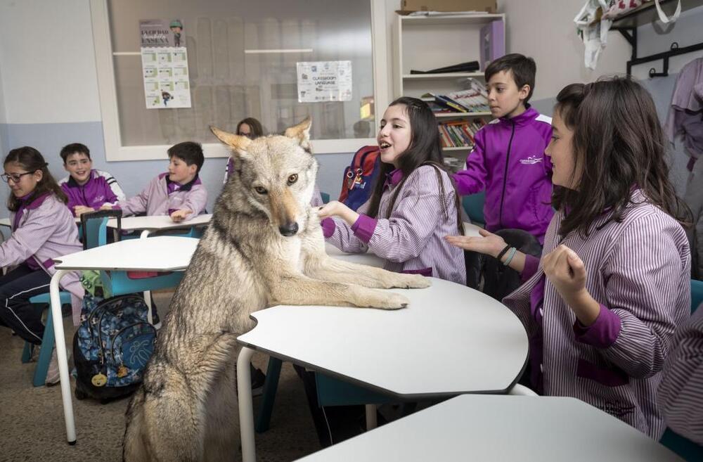 Los 24 alumnos de quinto de Primaria del Aurelio Gómez Escolar vivieron una experiencia inolvidable al compartir unas horas de clase con lobos.