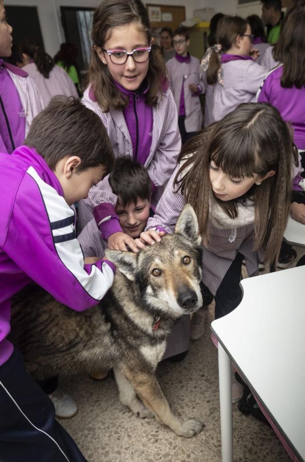 En esta imagen parece ser el lobo quien pide ayuda con la mirada, asustado ante tanto cariño humano.