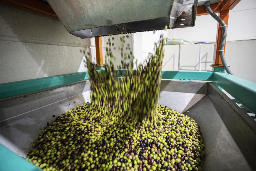 Tiempos inciertos para el aceite de oliva