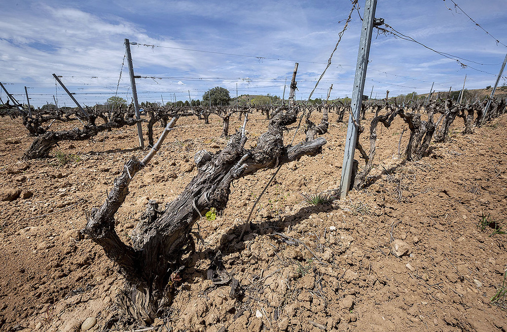 El viñedo de la Ribera corre el peligro de detener su actual desarrollo si continúa sin llover