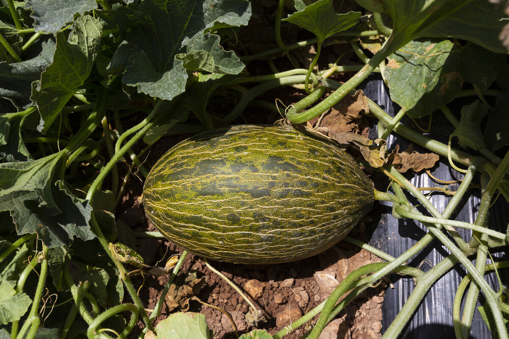 Melón de La Mancha: adiós al rey del verano