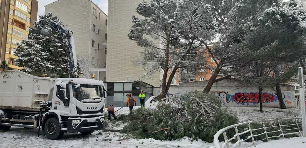 Servicios de limpieza retiran las ramas de un árbol derribado por el temporal en el parque Félix. 